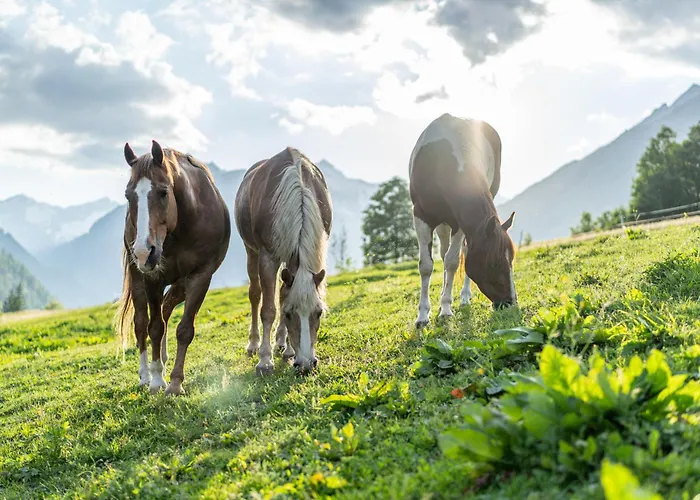 Der Ortnerhof - & Reiterhof Prägraten